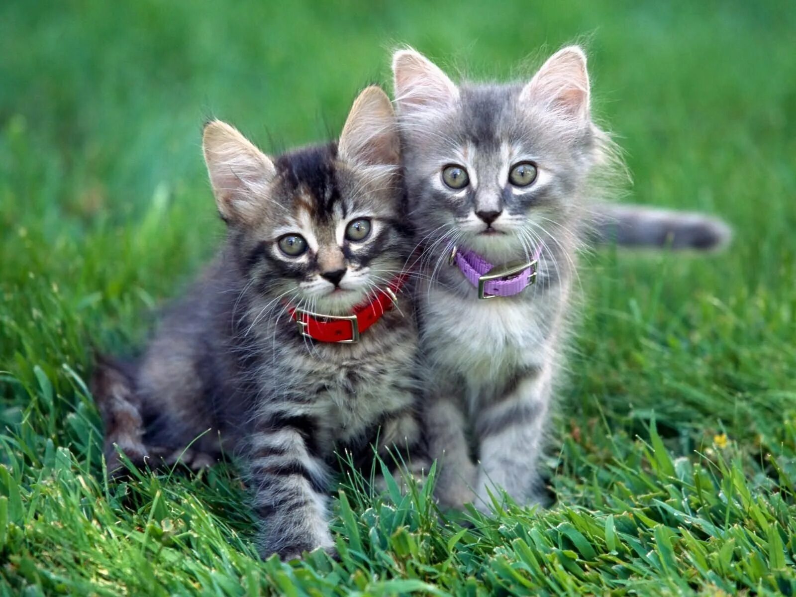 Картинки кота котят. Красивые котята. Милые котята. Смешные котята. Красивые котики.