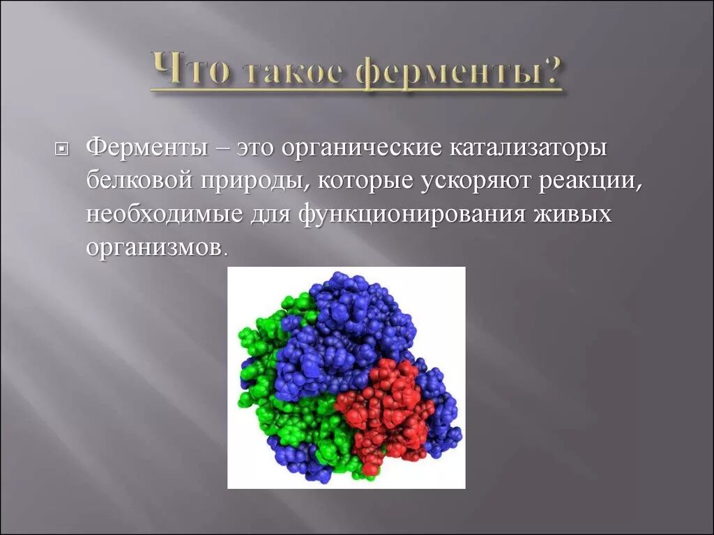 Современный фермент. Ферменты. Ферменты биологические катализаторы. Биологические катализаторы белковой природы. Ферменты - белковые катализаторы.