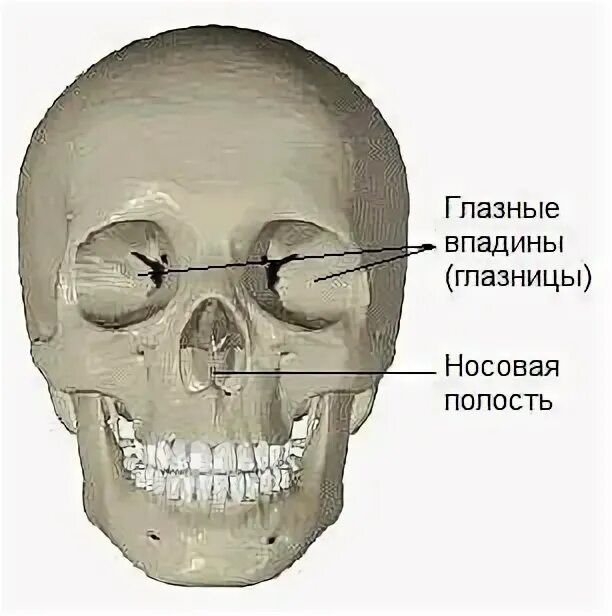 Глазная впадина 6 букв. Череп человека глазницы.