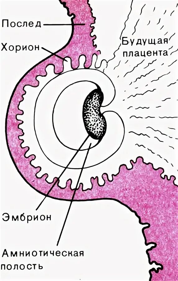 Формирование трофобласта. Бластоциста трофобласт эмбриобласт. Строение зародыша хорион амнион. Зародыш эмбриобласт и трофобласт. Развитие трофобласта.