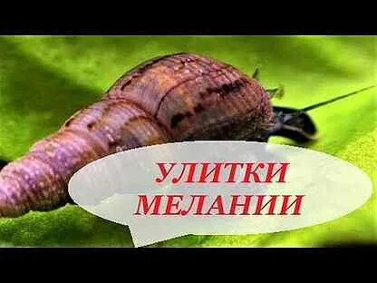 Улитки меланьи