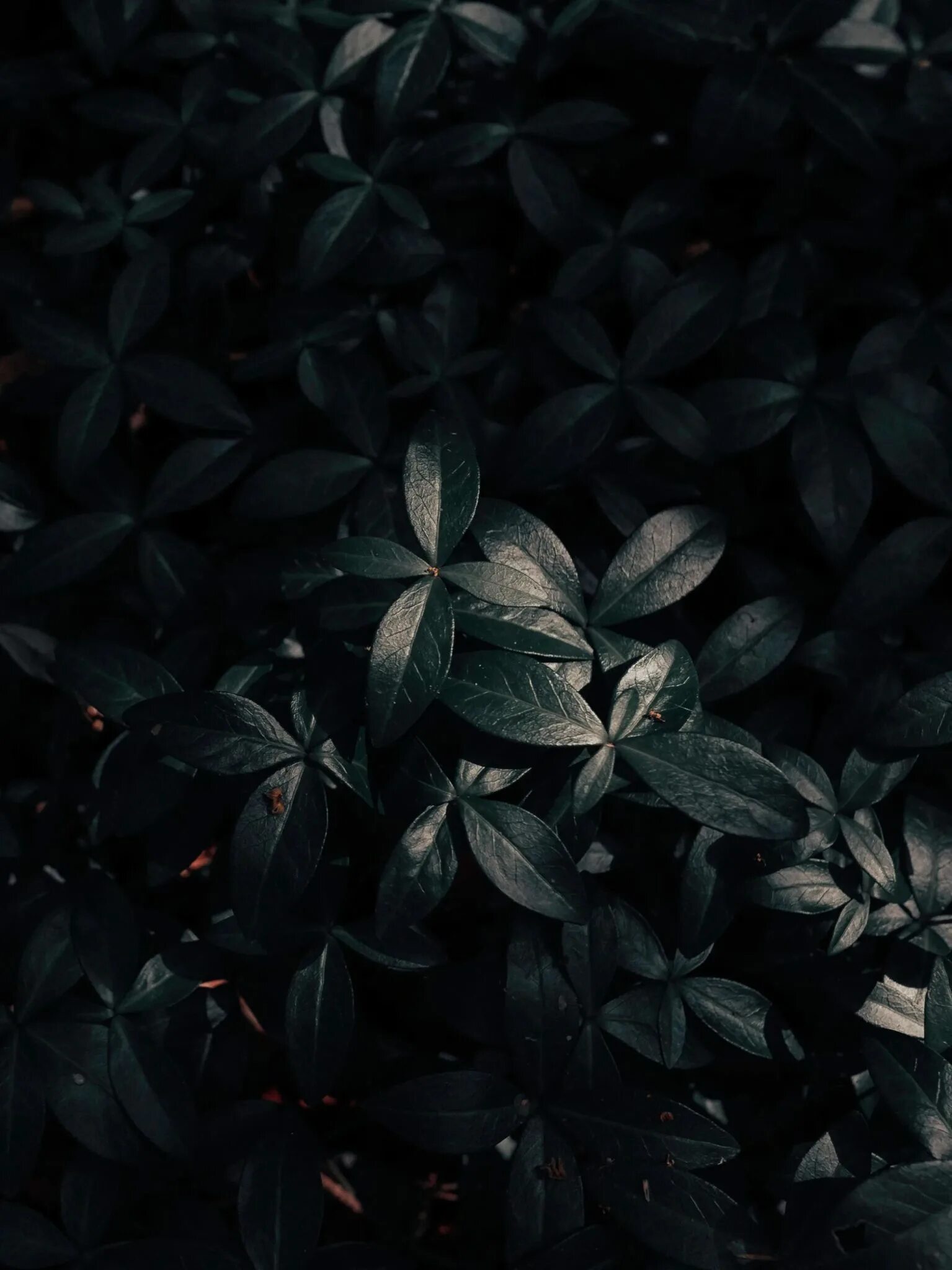 Темные листья. Темные обои. Темный фон. Красивые листья темные. Картинка на телефон вертикальная темная