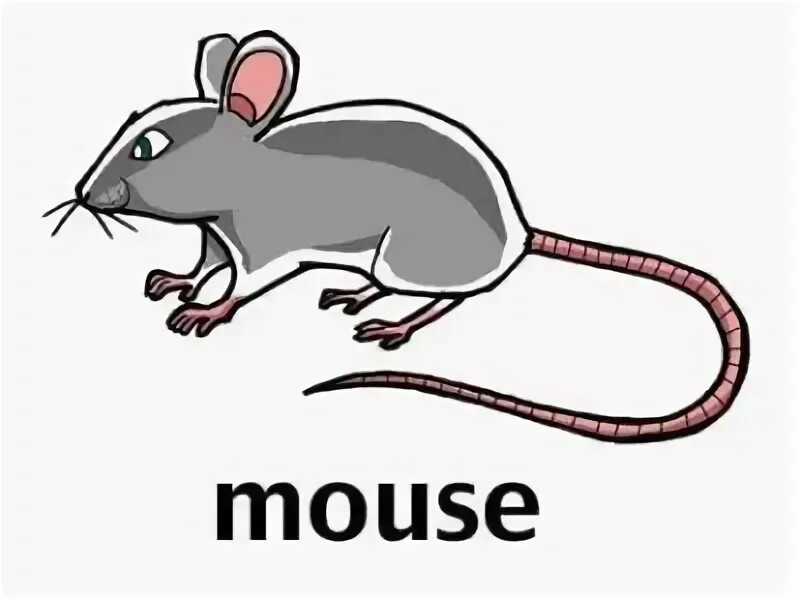 1 i a mouse