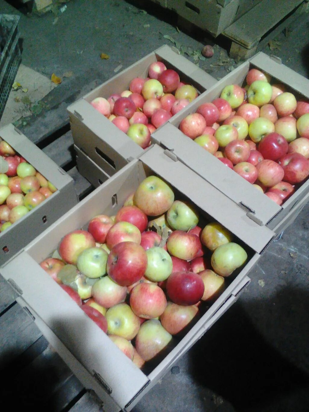 Купить яблоки от производителя. Яблоки Кутузовец. Сорт яблони Кутузовец. Кутузовец сорт яблок. Самарские яблоки.
