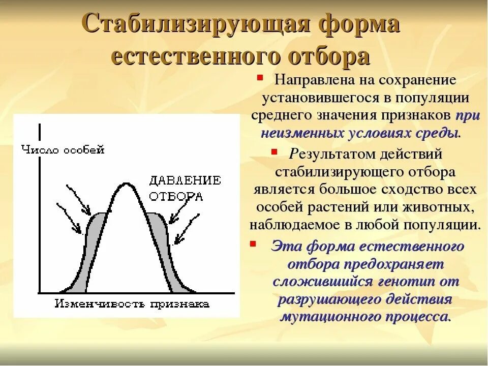 Движущая стабилизирующая и дизруптивная форма естественного отбора. Стабилизирующий отбор движущий отбор и дизруптивный. Формы естественного отбора в популяциях. Схема действия стабилизирующего отбора. Естественный отбор характеристика и примеры