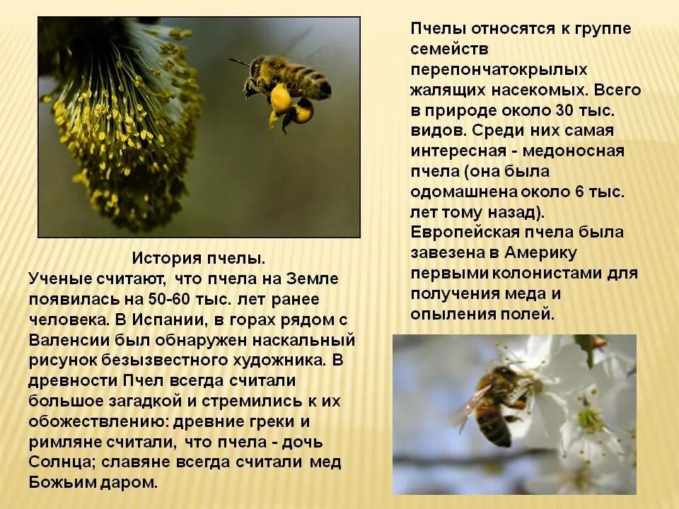 Пчелы относятся к насекомым. Пчела описание. Информация о пчелах. Сообщение о пчелах. Доклад о пчелах.