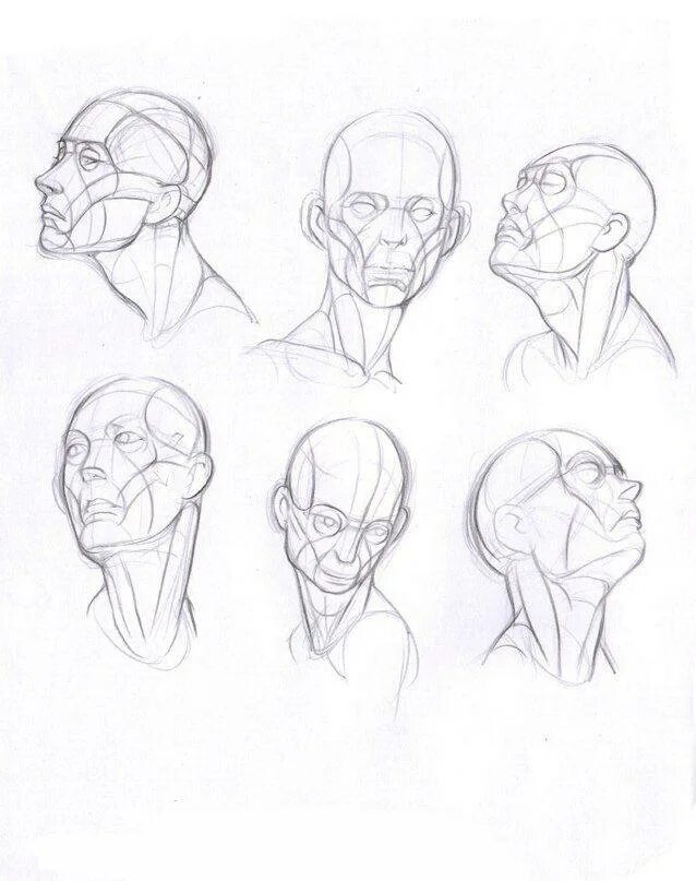 Анатомия человека референс головы. Анатомия головы для рисования. Анатомия лица для рисования. Референсы анатомия лица. Референс головы человека