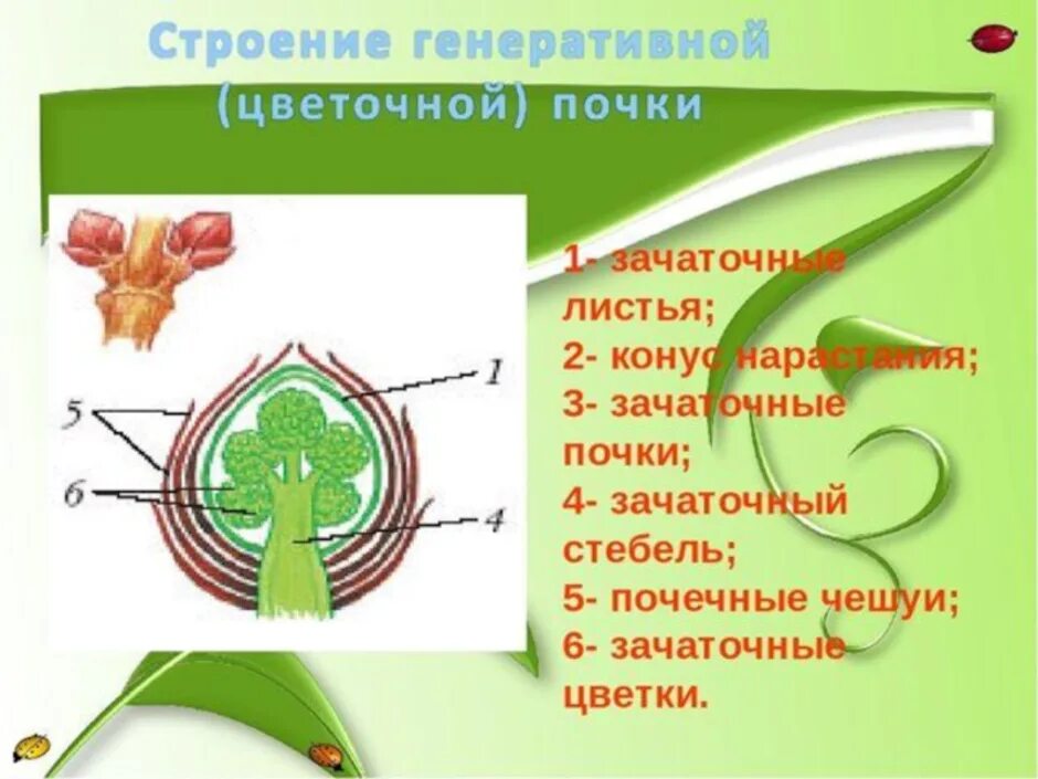 Строение побега 6 класс биология кратко. Зачаточная почка и конус нарастания. Строение почки 6 класс биология. Зачаточный лист конус нарастания. Орган генеративной почки