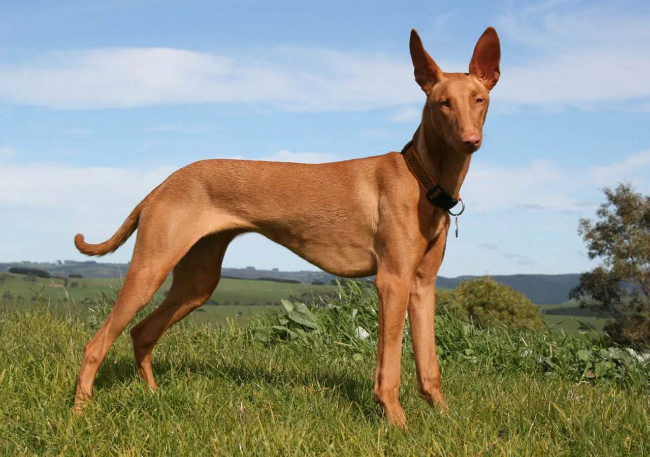 азавак черный. гончая азавак. гончая собака. азавак левретка. азавак левретка.