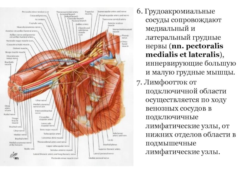 Надплечье. Сосуды и нервы подключичной области. Топография подключичной области топографическая анатомия. Топографическая анатомия верхней конечности. Латеральный и медиальный грудной нерв.