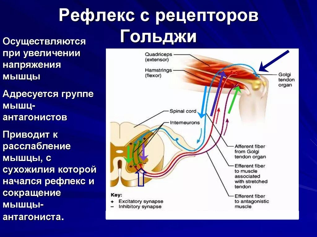 Рецепторы какой отдел нервной системы. Рефлекторная дуга с рецепторов Гольджи. Рефлекс с сухожильных рецепторов Гольджи. Рефлекторная регуляция напряжения мышц. Механизм возбуждения рецепторов Гольджи.