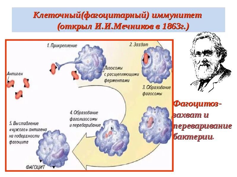 Фагоцитарная теория иммунитета Мечникова. Мечников теория иммунитета. Мечников фагоцитоз клеточный иммунитет. Клеточная теория иммунитета Мечникова.