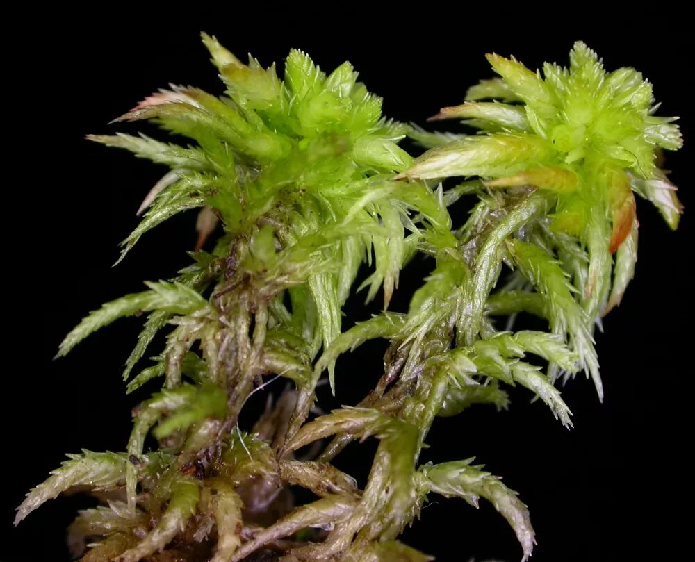 Бурый мох. Сфагнум. мох сфагнум. сфагнум болотный. sphagnum fuscum (schimp.) klinggr. – сфагнум бурый.