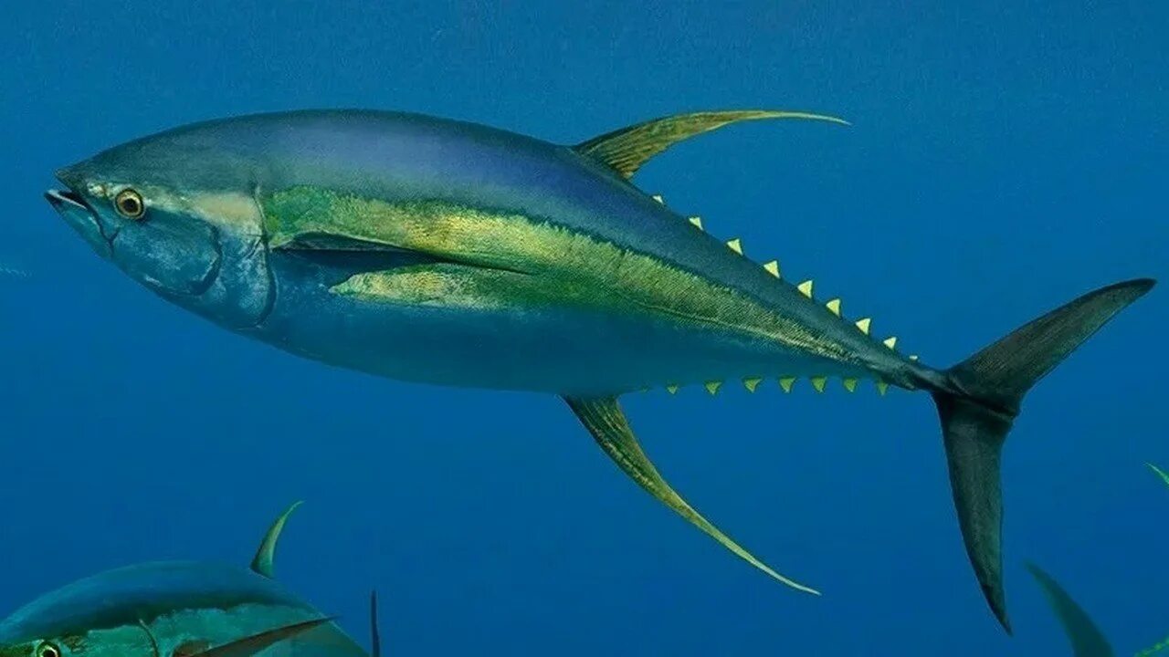 Испанские консервы. Тунец bluefin. Консервированный тунец тушенка. Atun super slowed. Атун.