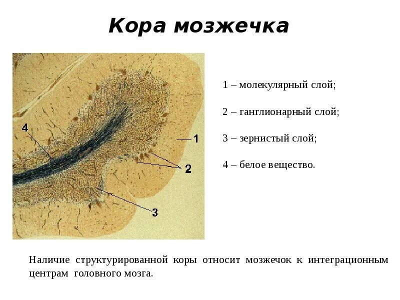 Ткань мозжечка. Строение мозжечка слои. Строение коры мозжечка гистология. Структура мозжечка гистология. Мозжечок гистология схема.