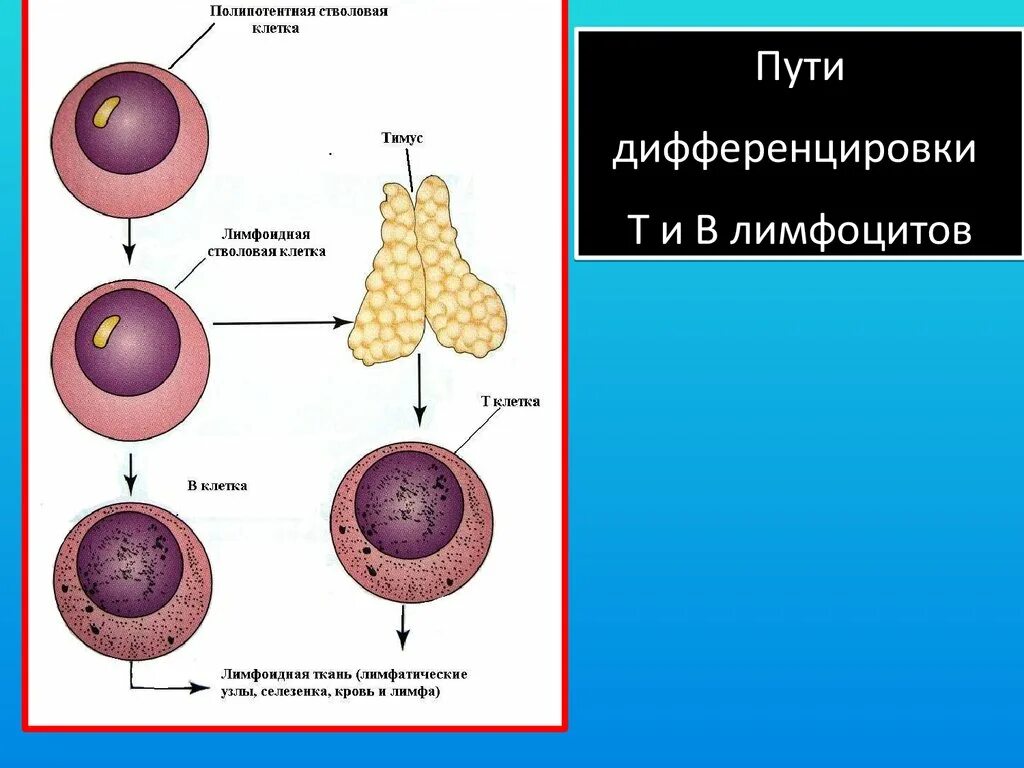 Полипотентных стволовых клеток. Полипотентные клетки это. Полипотентная стволовая клетка. Дифференцировка стволовых клеток.