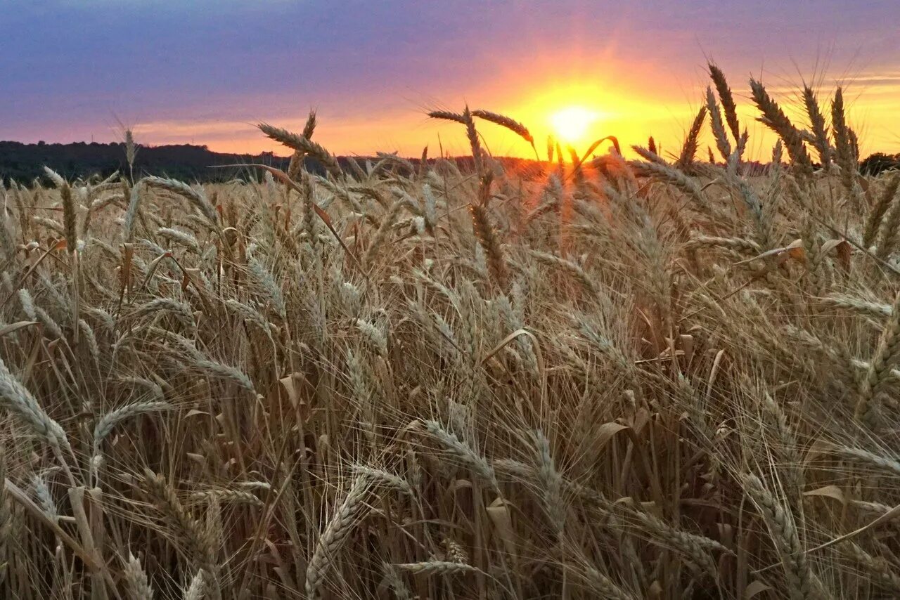 Уборка хлеба в поле. Поле с колосьями. Жатва хлеба. Уборка урожая. Уборка урожая серпом.