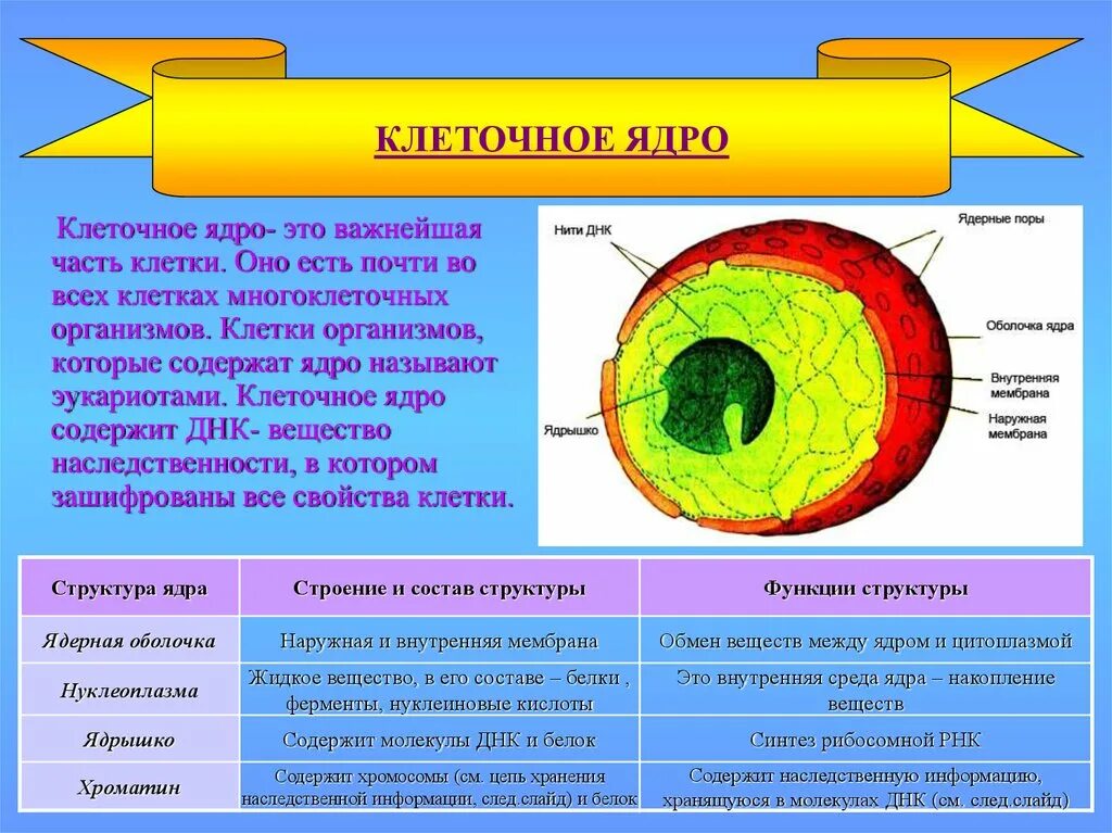 Как называют плотную структуру внутри ядра. Структуры клетки строение функции ядро. Строение ядрышка клетки. Охарактеризуйте строение ядра кратко. Клеточное ядро строение и функции.