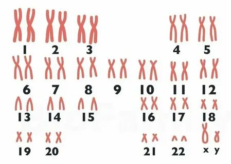Клетка яичника женщины содержит 46 хромосом