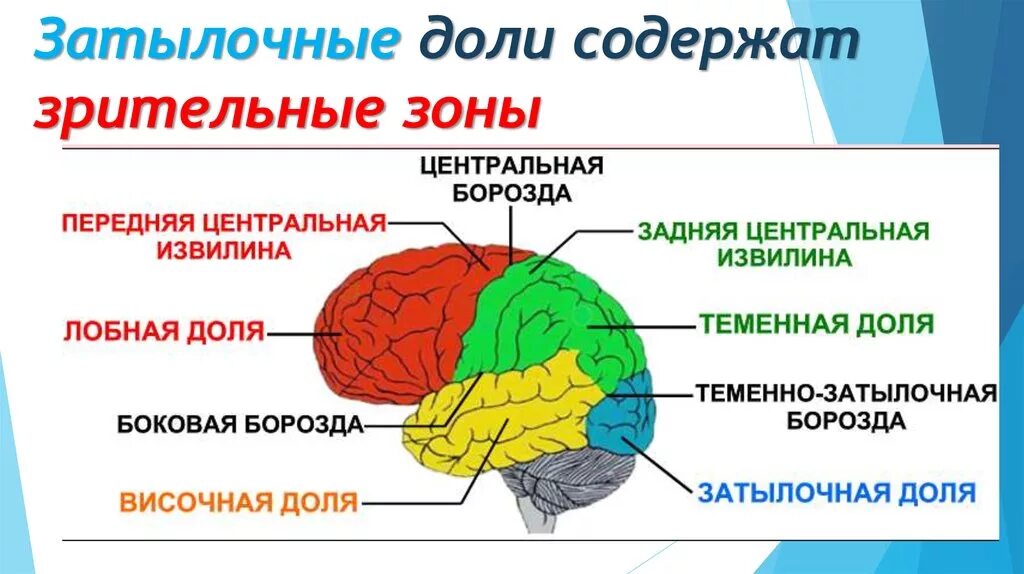 Анатомия затылочной доли головного мозга. Поражение затылочной доли головного мозга симптомы. Затылочный отдел мозга функции. Большие полушария головного мозга функции и строение