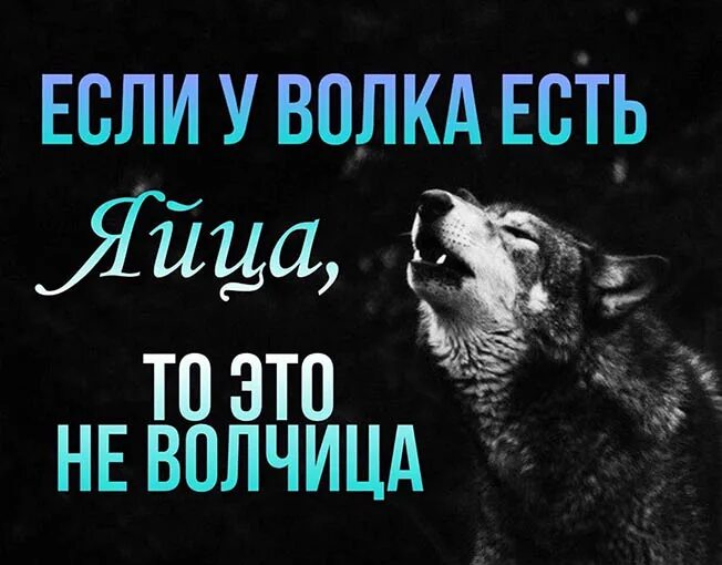 Цитаты волка. Цитаты Волков. Волчьи цитаты. Мемы с волками и Цитатами.