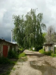 Береза самарская область