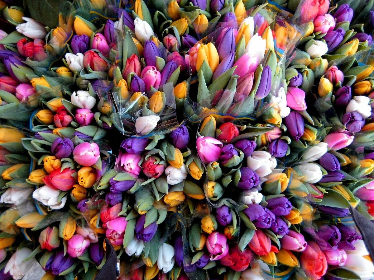 Букет цветов картинки тюльпаны. Огромный букет охапка тюльпанов. Тюльпаны разноцветные. Букет разноцветных тюльпанов. Весенний букет.