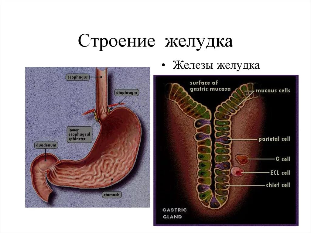 Строение желез желудка. Железы желудка анатомия. Строение желудка анатомия.