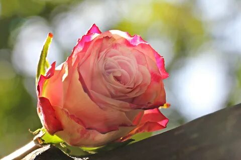 Culture rose