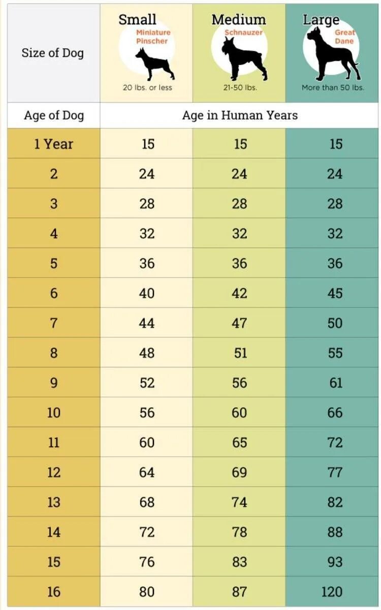 Как узнать год собаки. Собаки 10 лет по человеческим меркам сколько лет таблица. Собаке 8 лет сколько по человеческим меркам таблица. Таблица возраста собак по человеческим меркам мелких пород. Возраст у собак по человеческим меркам таблица по породам.