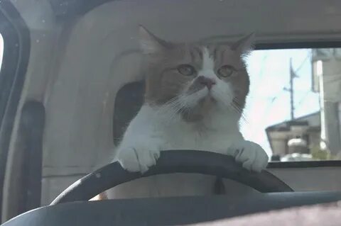 Включи коты едет
