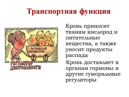 Транспортная функция