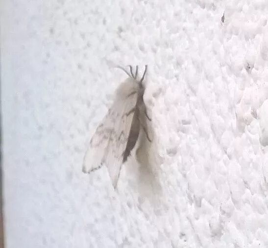 Зимой дома появилась муха. Белое насекомое похожее на моль. Насекомое с белыми крыльями в доме. Мошка похожая на моль. Белые насекомые в квартире с крылышками.
