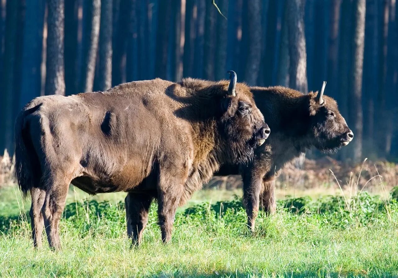 Зубр bison bonasus. Кавказско-беловежский зубр. Зубр и бизон. Европейский зубр. Беловежская пуща зубры заповедник.