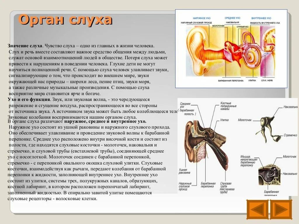 Назовите органы чувств почему павлов рецепторы органов. Орган слуха. Органы чувств. Внутреннее ухо рецепторы. Значение органа слуха.