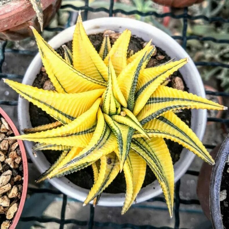 Хавортия лимифолия. Хавортия лимифолия. Haworthia лимифолия. Суккулент хавортия. Haworthia limifolia.