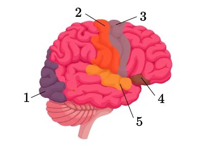 Қызғылт бөкселер