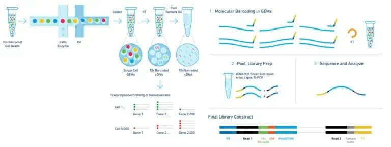 Single cell sequencing. Схема prep. 10x sequencing. wet genomics печать.