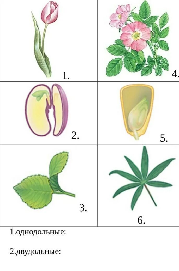 Каким номером на рисунке обозначено однодольное. Цветки однодольных и двудольных растений. Покрытосеменные Однодольные и двудольные. Однодольные и двудольные растения рисунок. Класс Однодольные и двудольные.