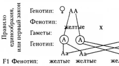 Всегда ли по фенотипу можно определить генотип