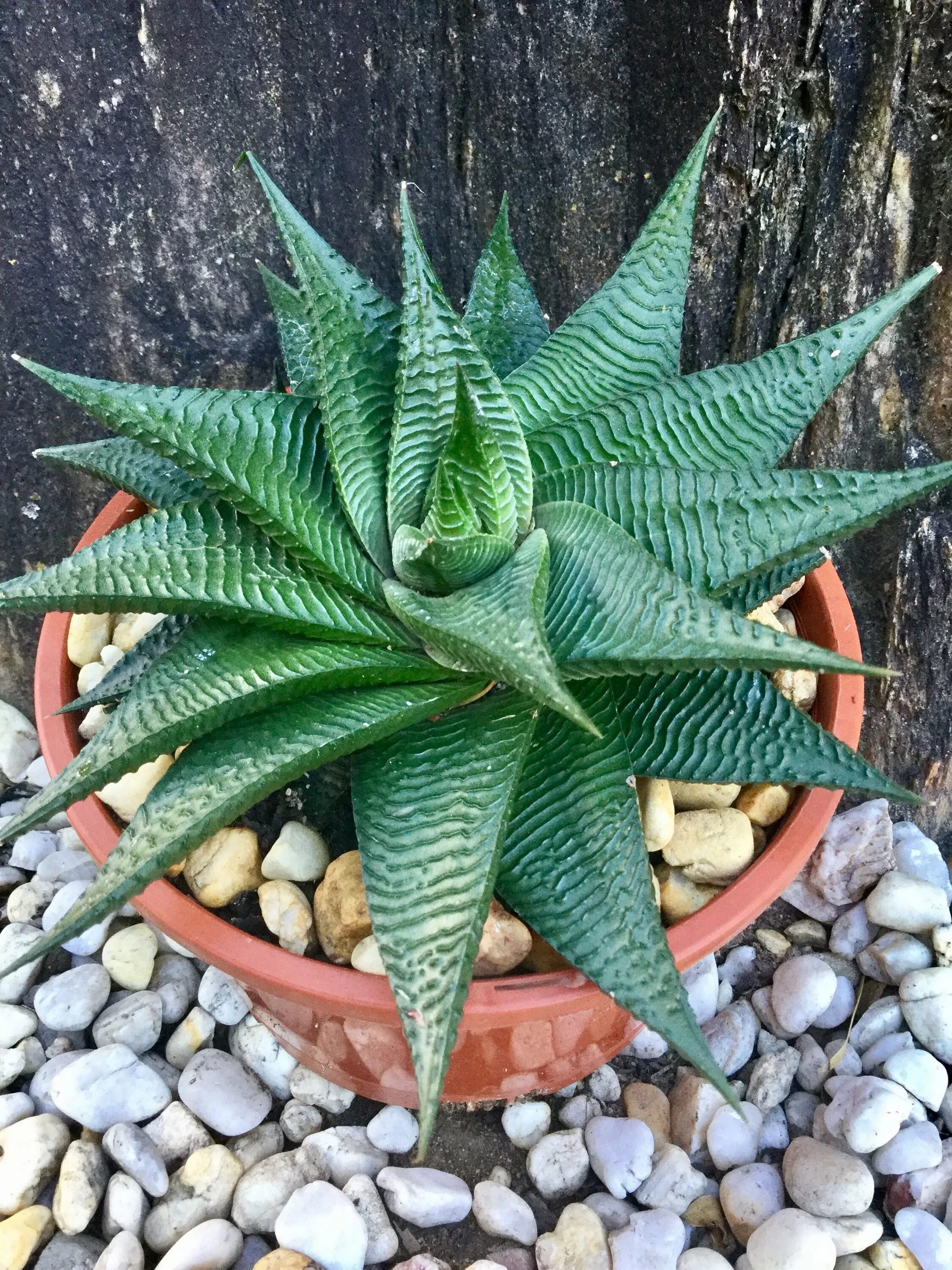 Цветок хавортия фото. Хавортия лимонолистная. Суккулент Haworthia. Суккулент алоэ хавортия. Суккулент хавортия Извилистая.