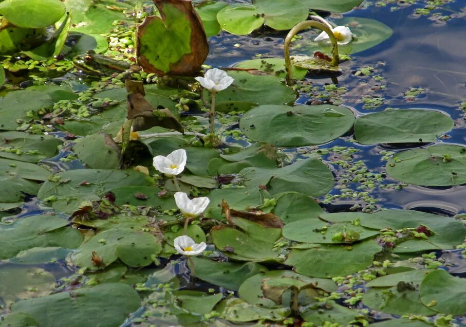 Водокрас обыкновенный. Водокрас Лягушачий. Водокрас Лягушачий (Hydrocharis morsus-Ranae). Турионы водокраса.