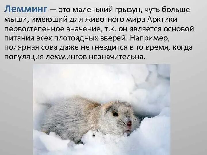 Лемминг сообщение для 4 класса окружающий. Лемминг сообщение для 4 класса окружающий