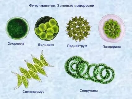 Размер зеленых водорослей