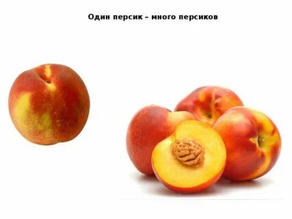 Фрукты 1 много
