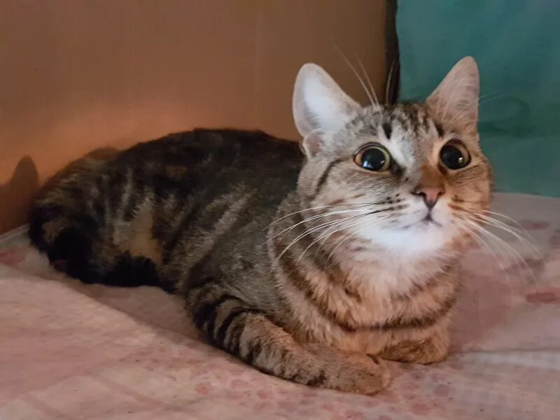 ПЫЖИК, годовалый котик