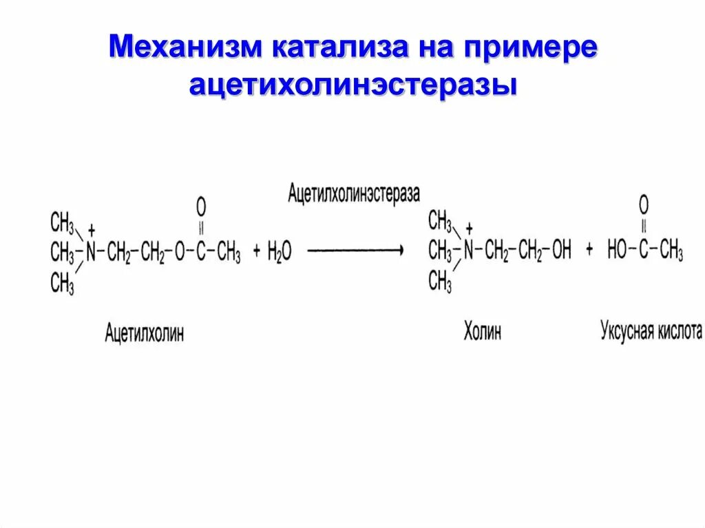 Механизм катализа. Катализ это биохимия. Механизм ферментативного катализа. Ферментативный катализ это в химии.