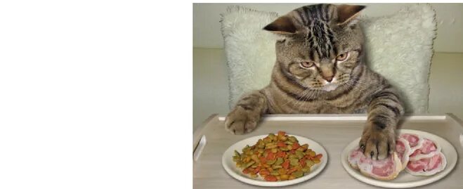 Кот ест чипсы. Кошка ничего не ест. Кошка отворачивается от еды. Кошка кушает чипсы.