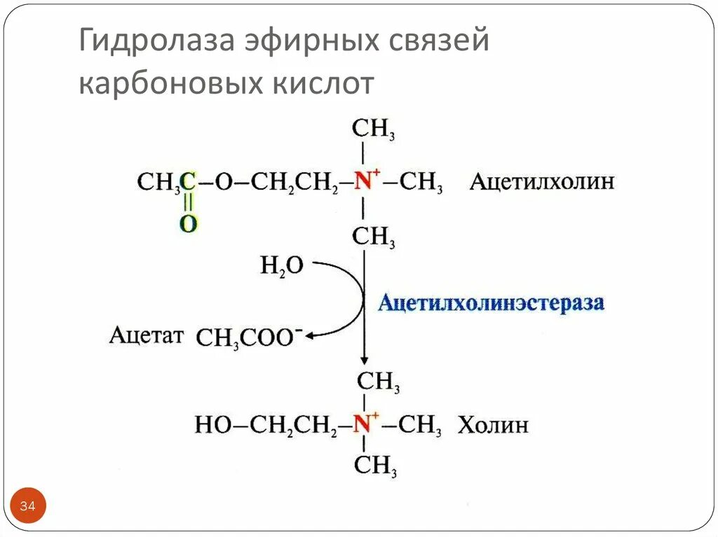 Типы гидролаз. 1. Гидролазы биохимия. Гидролазы примеры ферментов. Подклассы гидролаз.