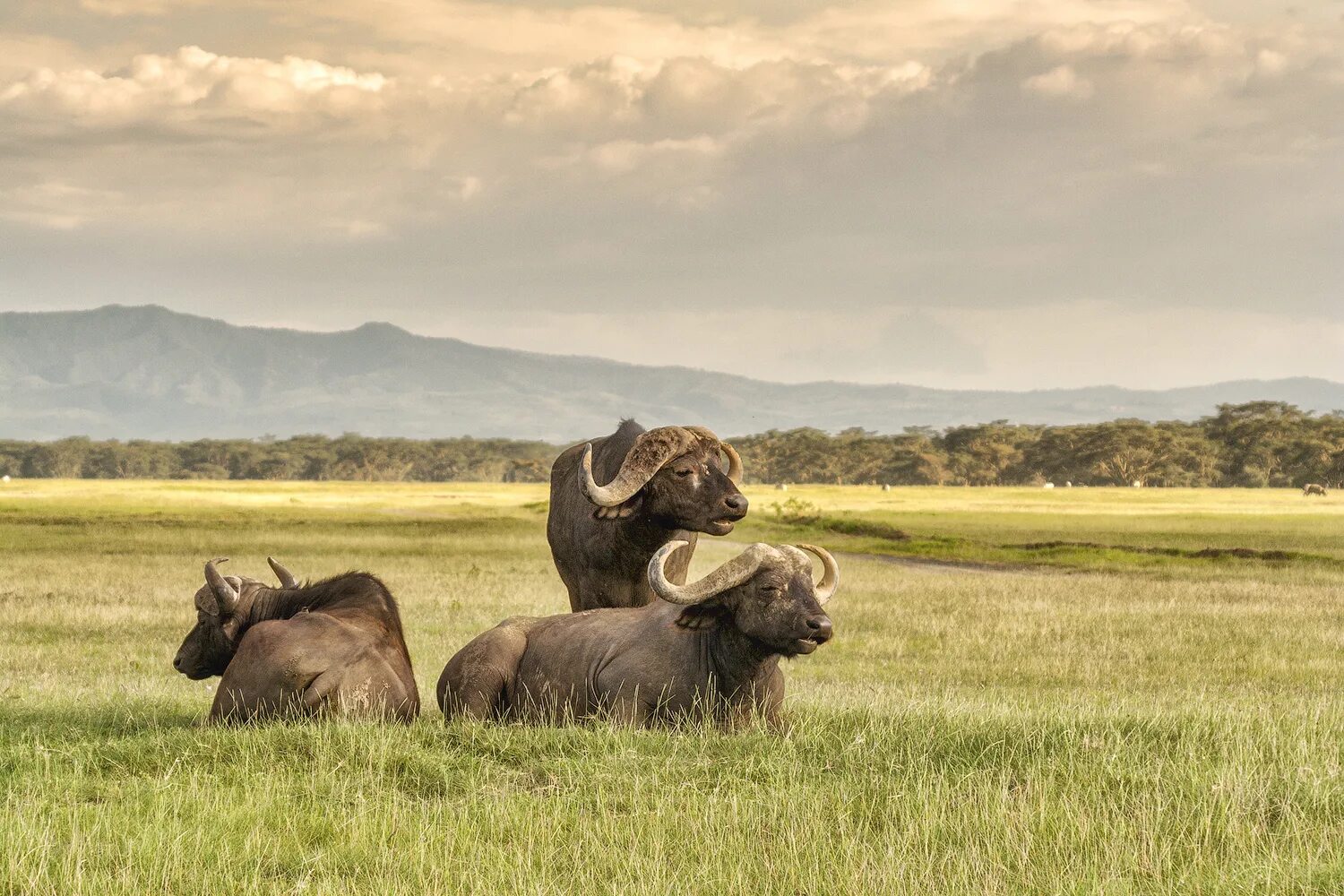 Good africa. Пиродизайнер Кения. Zambia Buffalo.